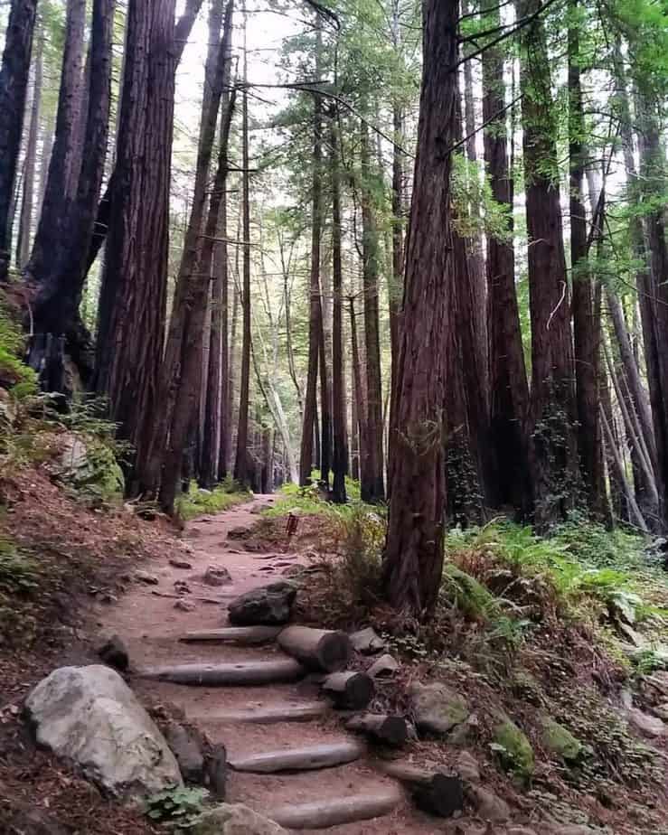 The Most Spectacular Big Sur Hiking Trails Reviewed