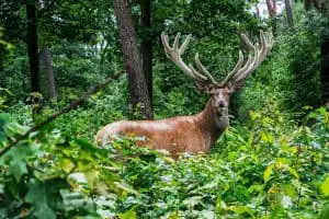 Hiking in the Summer Tips - See wildlife